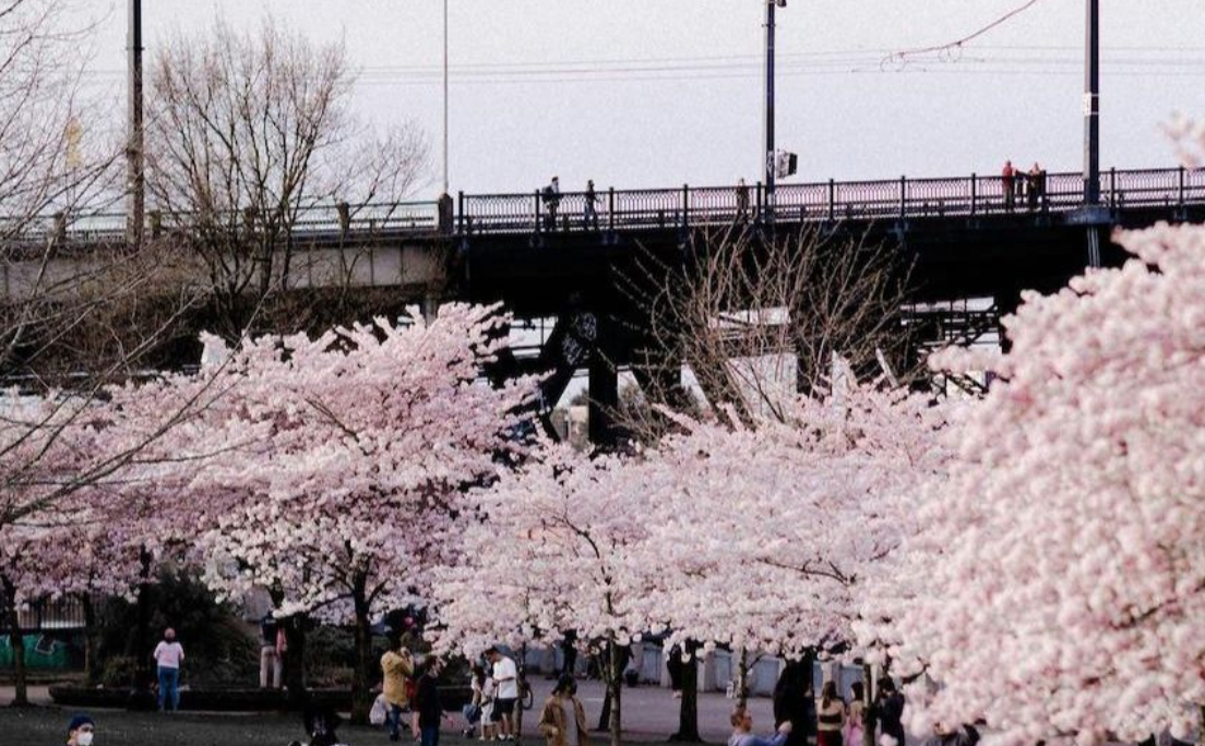 Cherry Blossoms along Portland's waterfront park